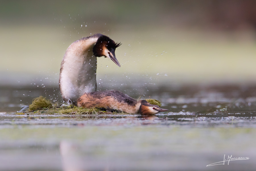 photo-oiseaux-137