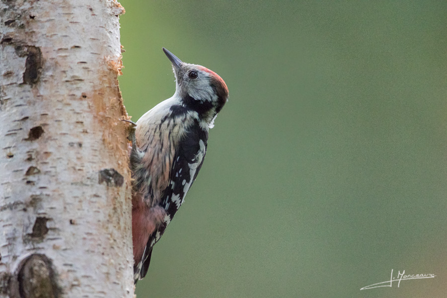 photo-oiseaux-141