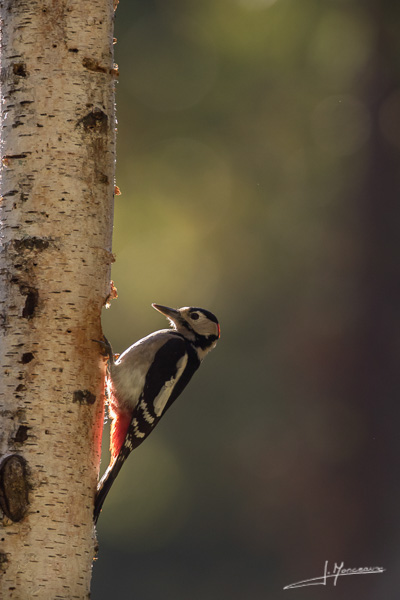 photo-oiseaux-142