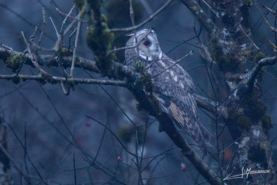 photo-oiseaux-143