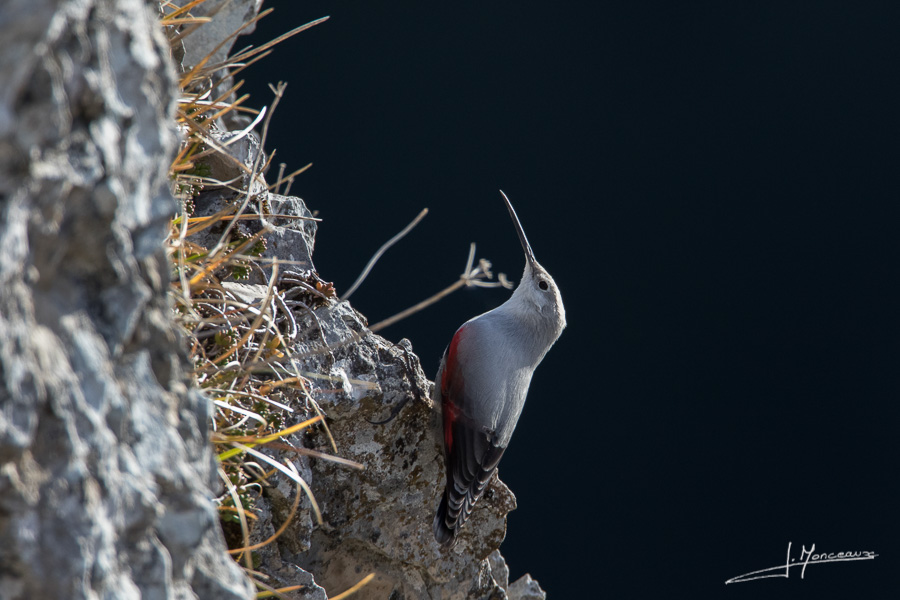 photo-oiseaux-144