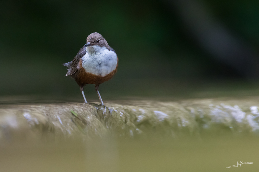 photo-oiseaux-145