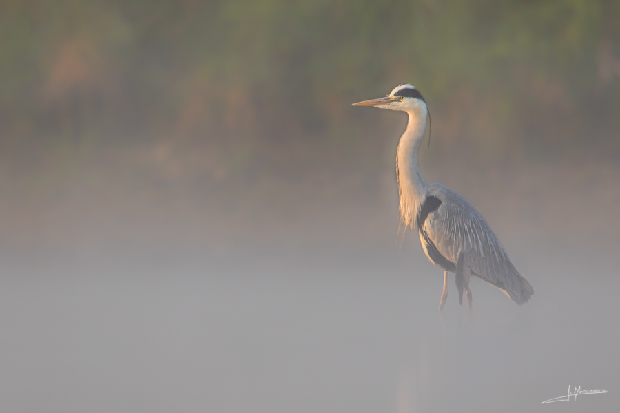 photo-oiseaux-149