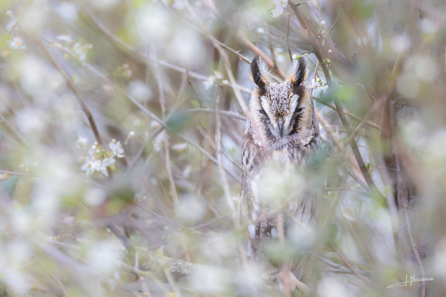 photo-oiseaux-207