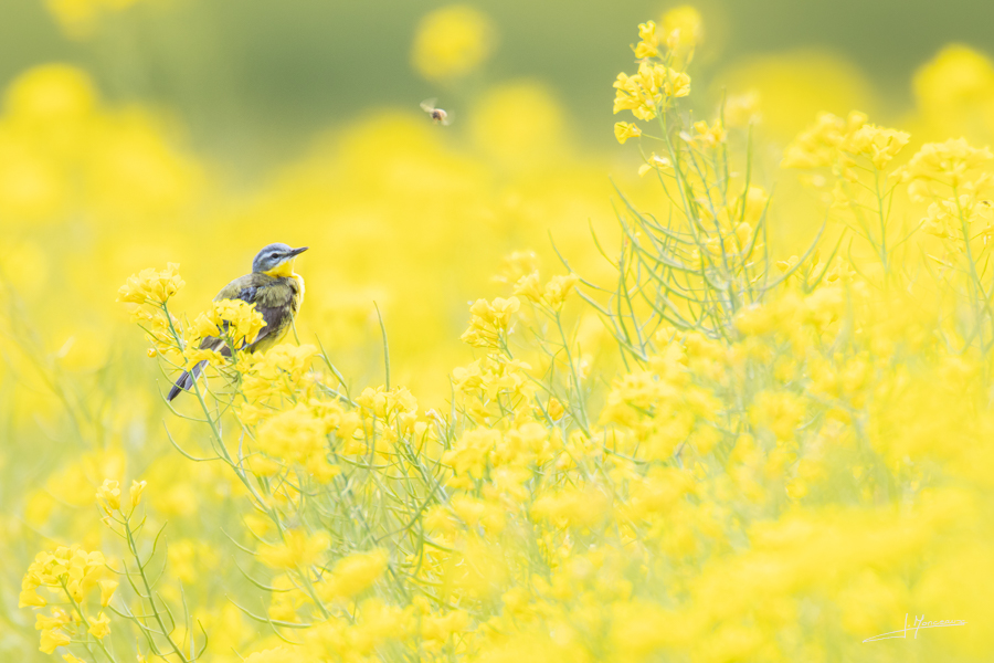 photo-oiseaux-208