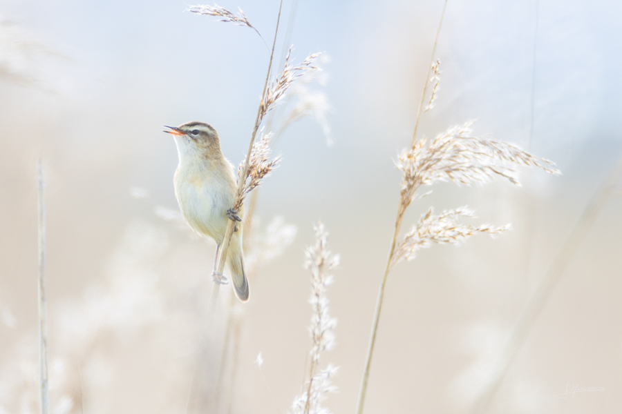 photo-oiseaux-209