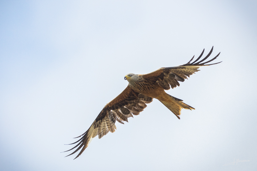 photo-oiseaux-213