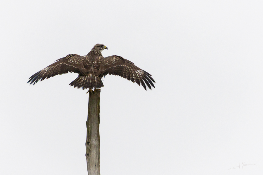 photo-oiseaux-215