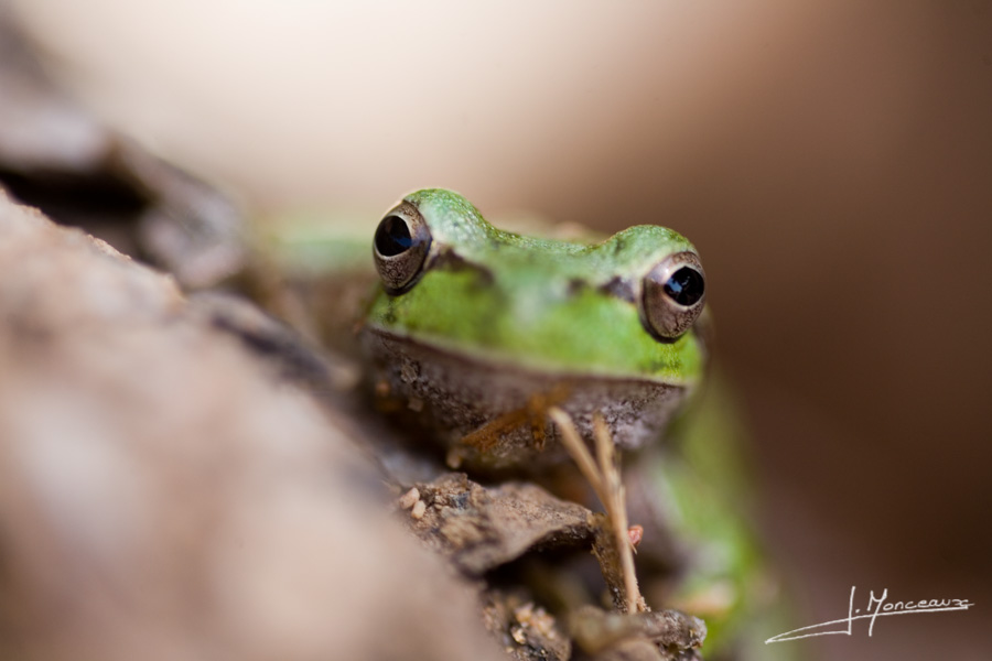 photo-reptiles-batraciens-010