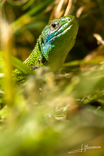 photo-reptiles-batraciens-012