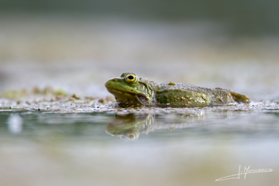 photo-reptiles-batraciens-013