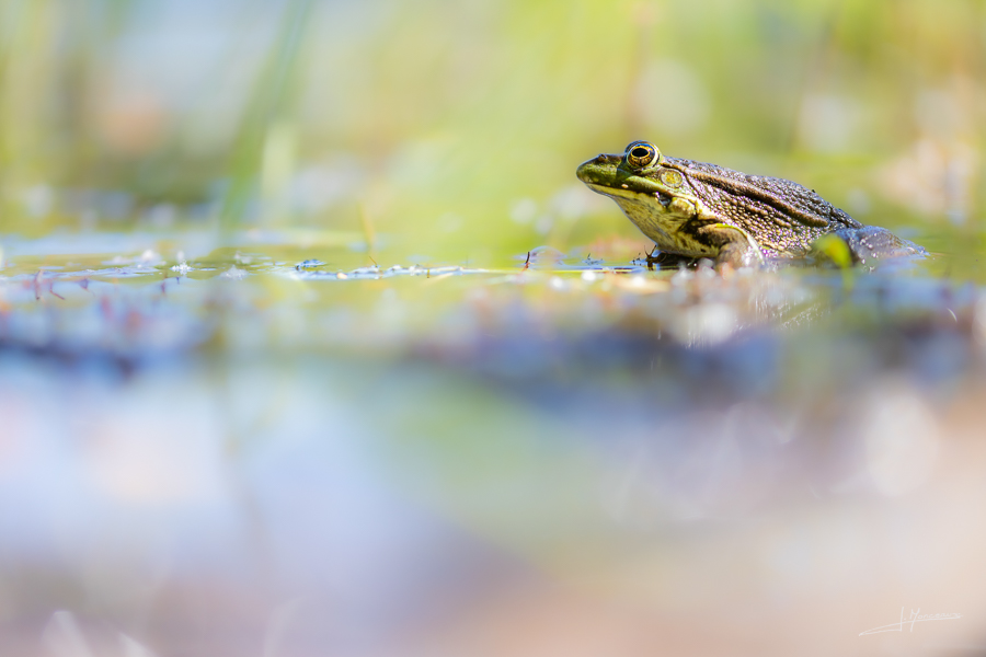 photo-reptiles-batraciens-017